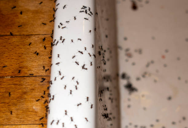 Wasp Removal Services in Grifton, NC